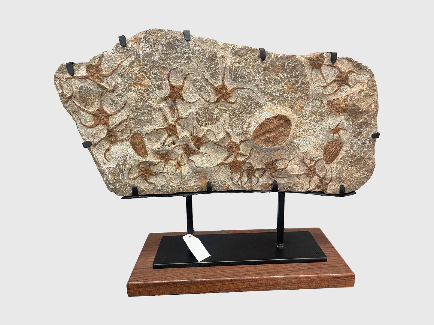 Mounted Sea Floor Fossil